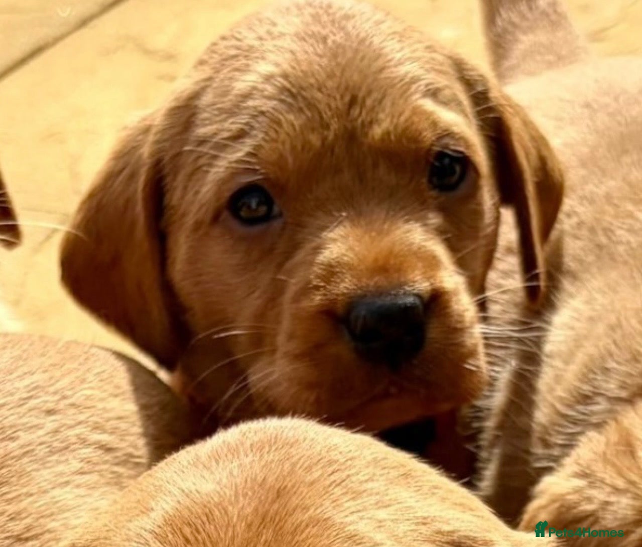 Labrador Retriever dogs KC FOX RED LABRADOR PUPS READY FRIDAY  - Advert 1