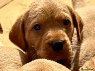 Labrador Retriever dogs KC FOX RED LABRADOR PUPS READY FRIDAY - Advert 1