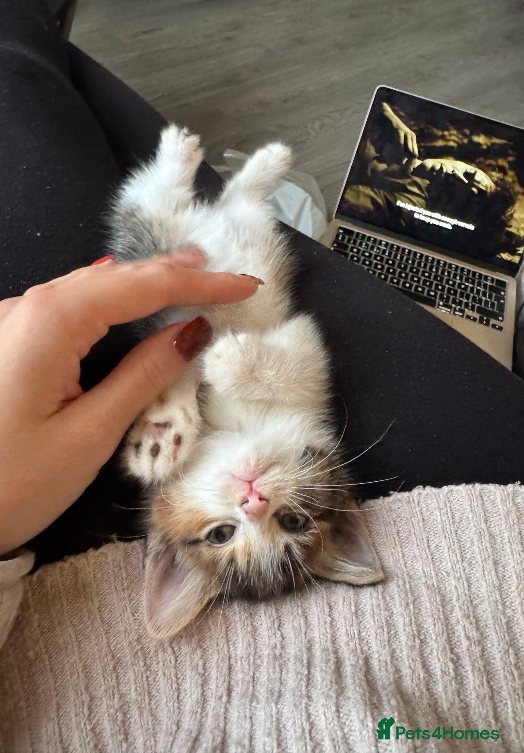 Domestic Shorthair cats for sale: Tabby kitten  - Advert 6