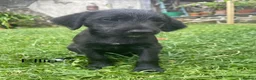 Mixed Breed dogs for sale: Bedlington/Whippet x Bedlington pups in Umberleigh - Advert 2