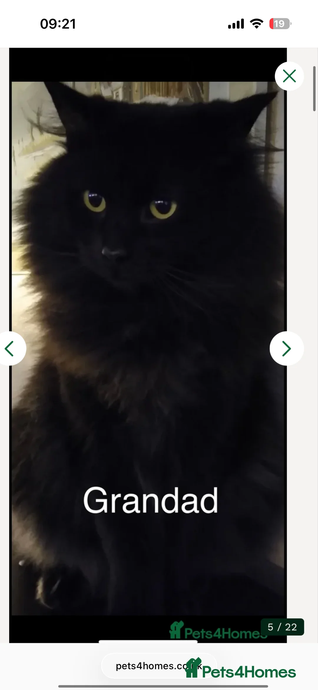 Siberian cats for sale: One pure Siberian male- 4th litter very large  - Advert 11