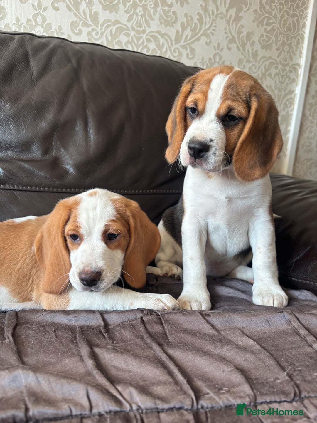 Beagle dogs for sale: 2 stunning Beagle Puppies, ready now in Sidcup - Image 22