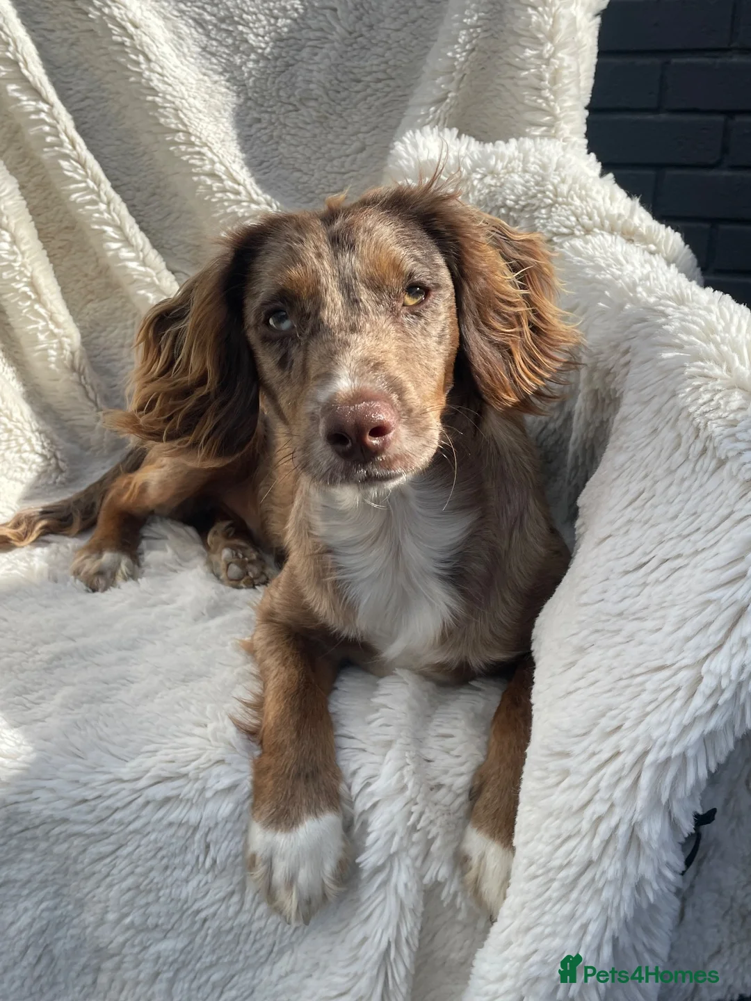 Cocker Spaniel dogs for sale: Merle cocker spaniel  - Advert 2