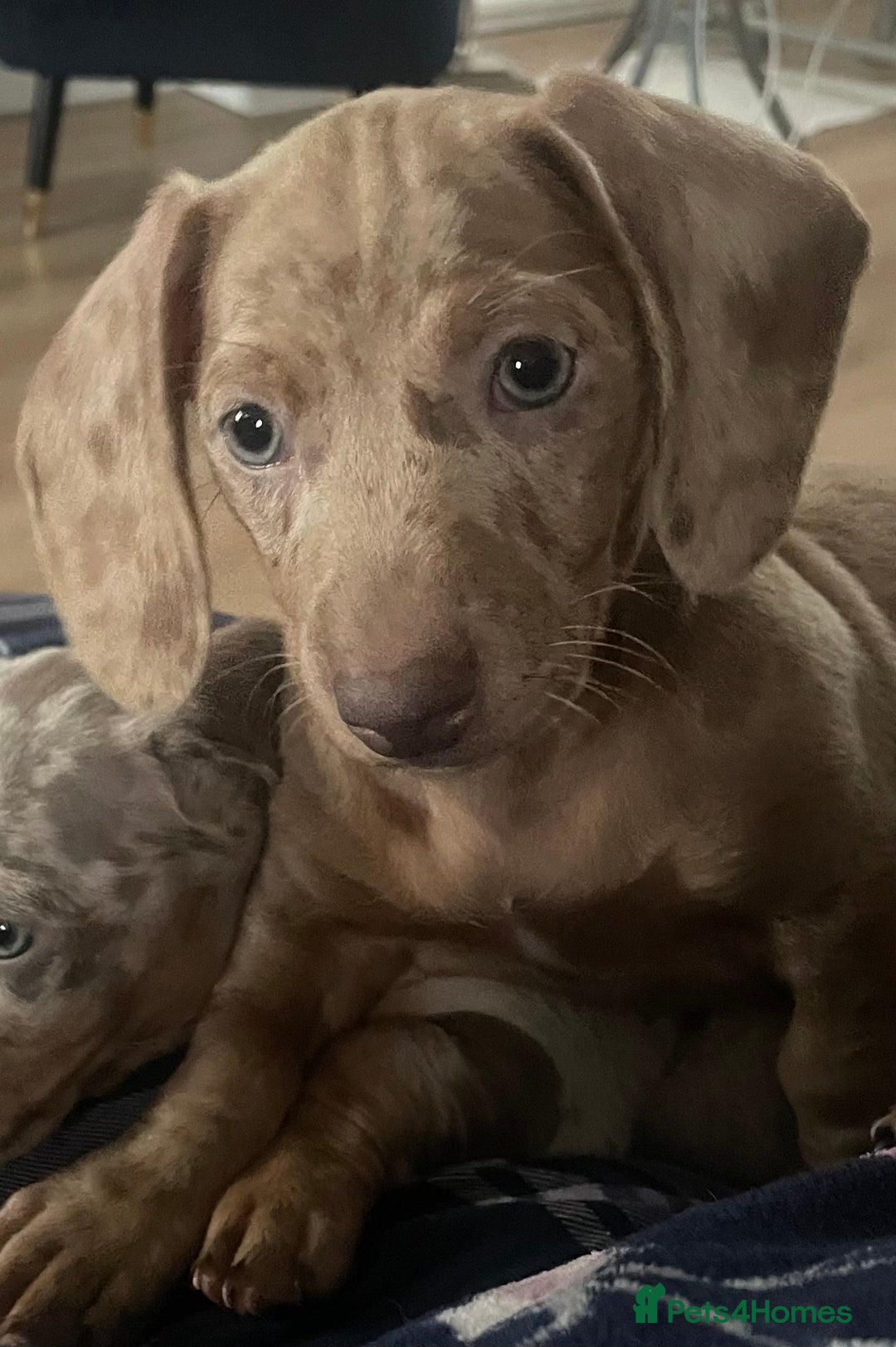 Miniature Dachshund dogs for sale: 2 x Miniature dachshund  - Image 7