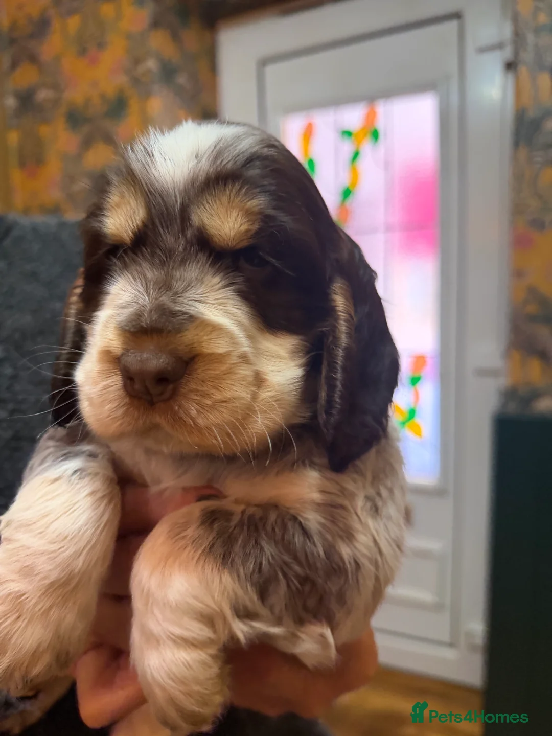Cocker Spaniel dogs for sale: Show cocker spaniel pups  - Advert 13