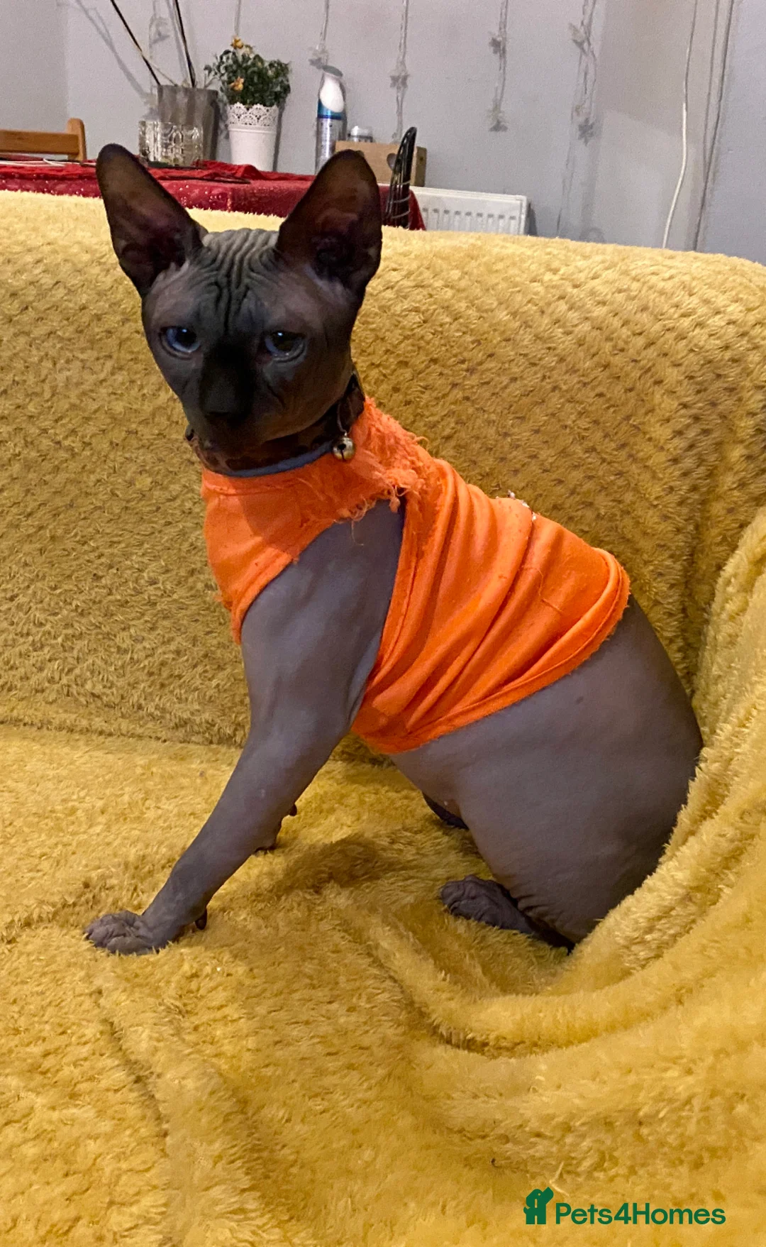 Sphynx cats for stud: Beautiful Canadian Boy For Stud in London - Advert 3