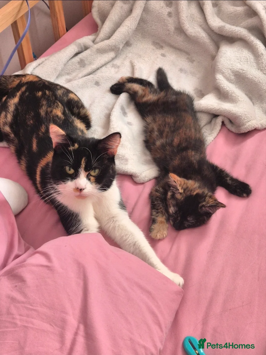 British Shorthair cats for sale: Kittens - black and white mix in Kelty - Advert 12