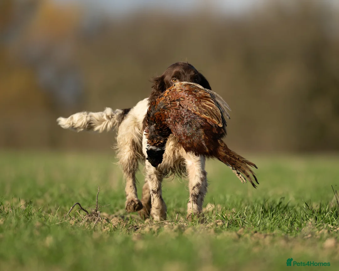 English Springer Spaniel dogs for stud: Fully Health Tested Exceptionally bred ESS Stud in Rye - Advert 3