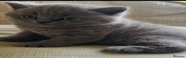 British Shorthair Kitten 1