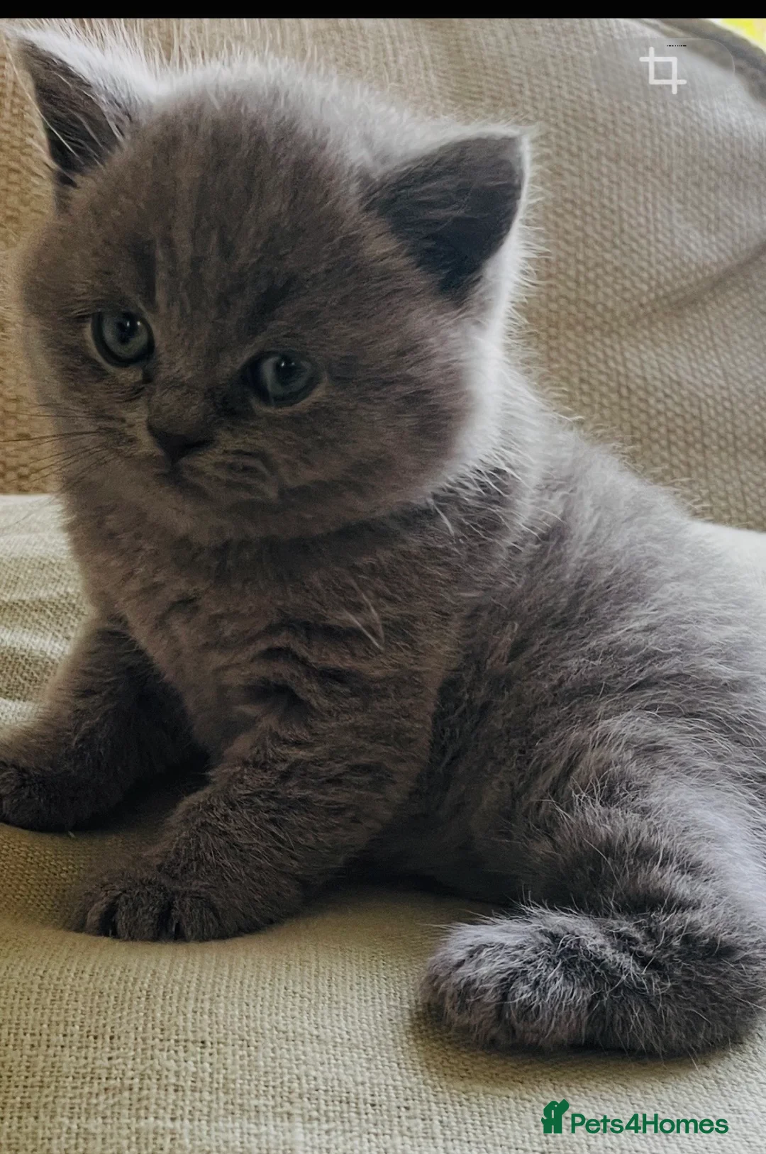 British Shorthair cats for sale: Chunky GCCF British shorthair  - Advert 12