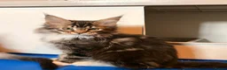 Maine Coon cats for sale: Maincoon kittens  - Advert 10