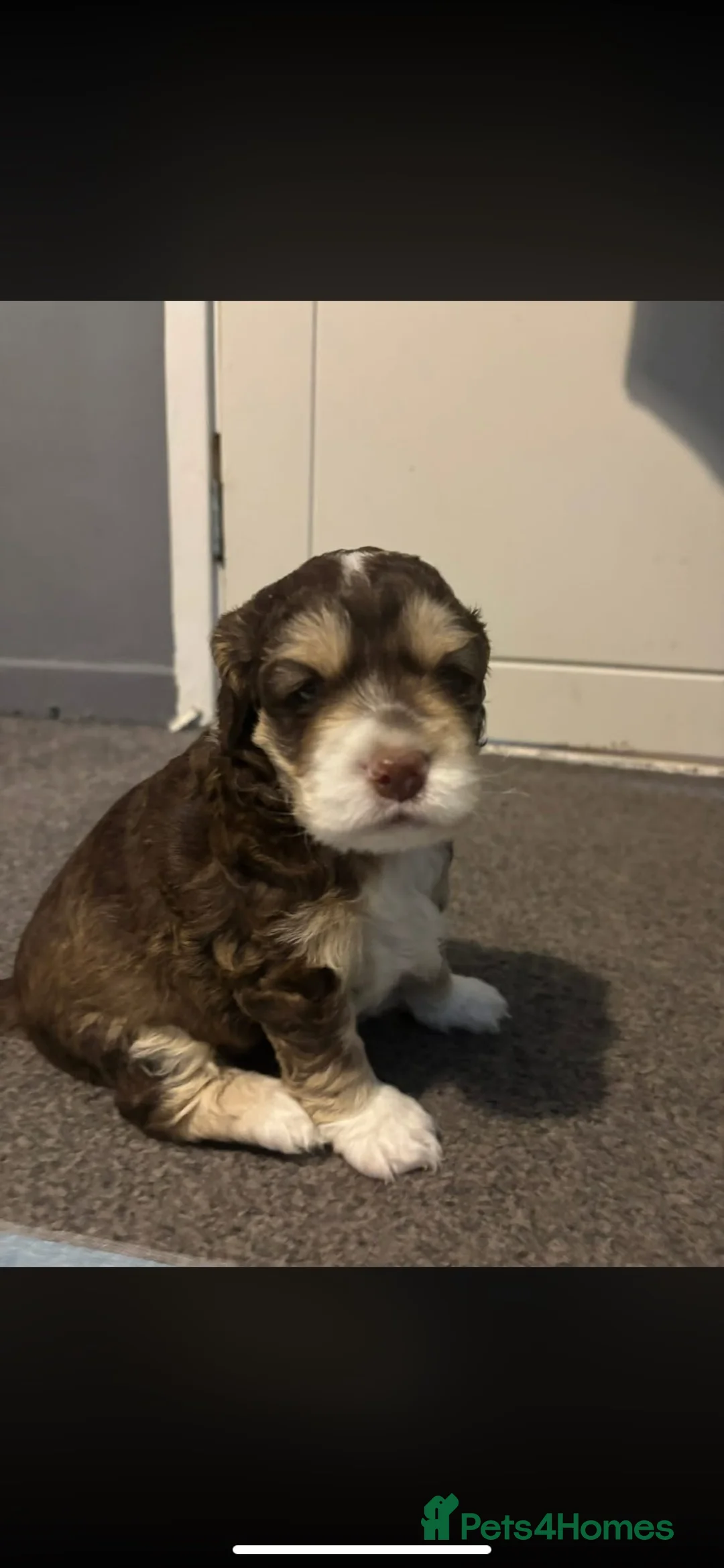 Mixed Breed dogs for sale: Cockerpoo  - Advert 6