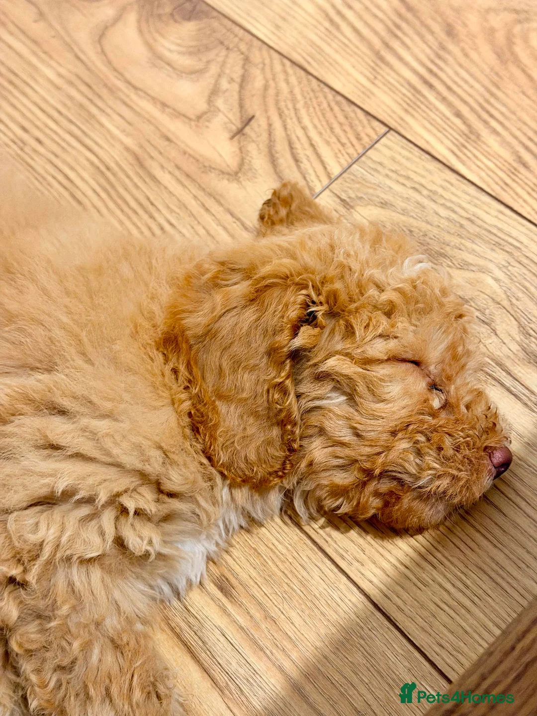 Cockapoo dogs for sale: F2 cockapoo for sale  in Plymouth - Advert 5