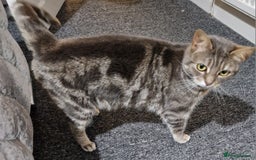 Mixed Breed cats for sale: Female neutered cat - Image 2