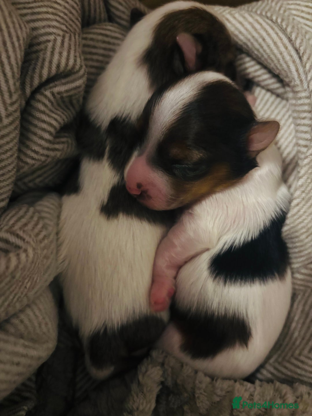 Yorkshire Terrier dogs for sale: ❤️Beautiful blue eyed Yorkshire terrier puppies❤️ - Advert 2