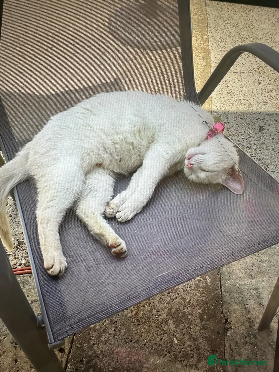 Mixed Breed cats for sale: 4 beautiful kittens  - Advert 1