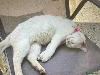 Mixed Breed cats 4 beautiful kittens - Advert 1