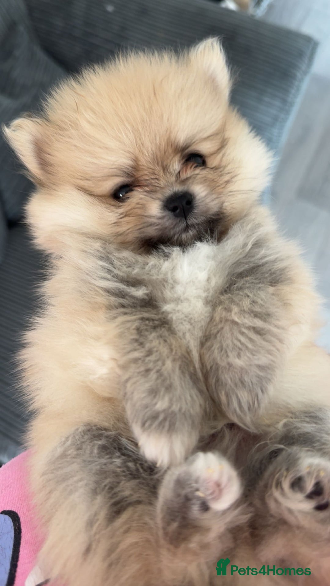 Pomeranian dogs for sale: Pomeranian pups🩵🩷 - Image 4