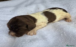 Sprocker dogs for sale: Merle, Chocolate & white spaniels  - Image 8