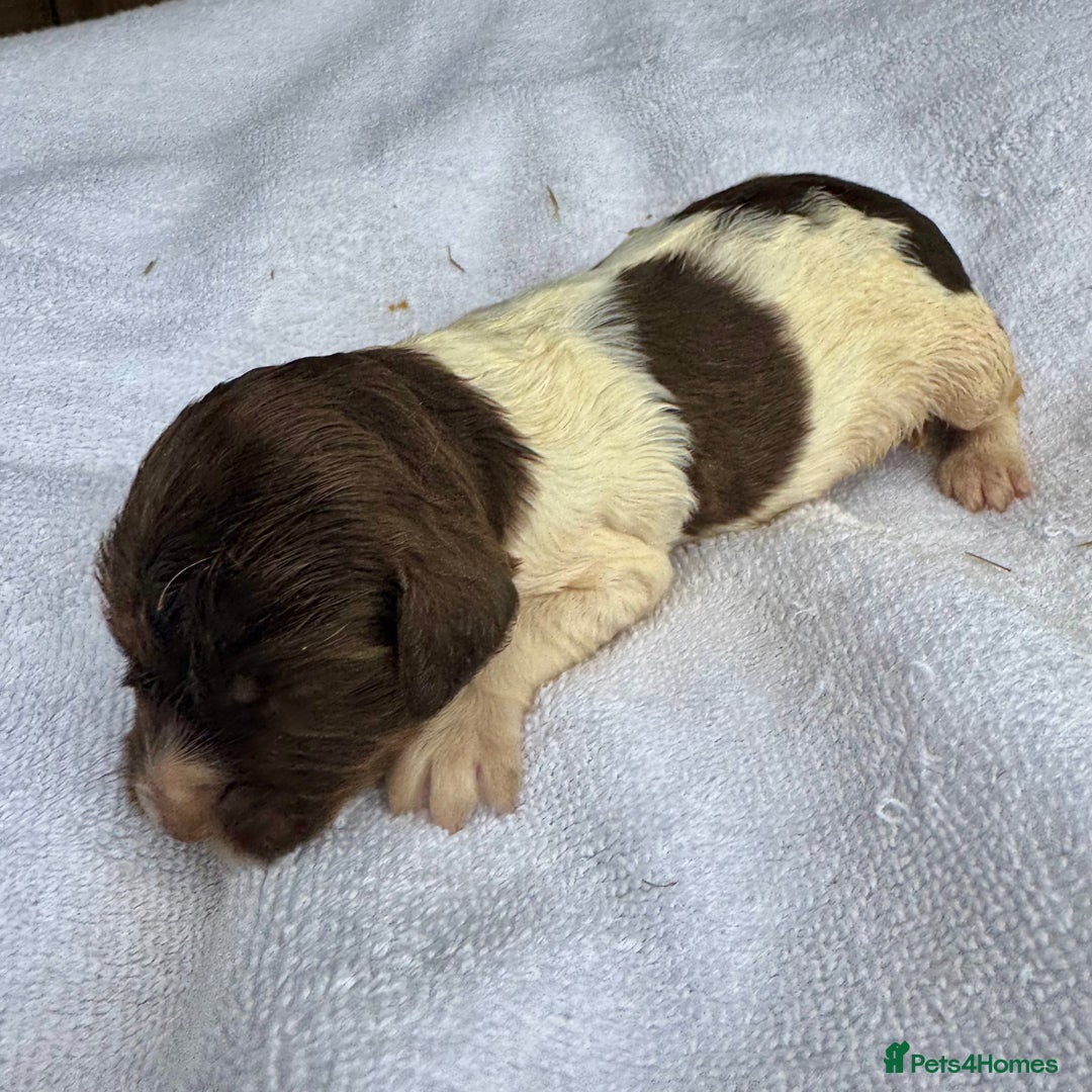 Sprocker dogs for sale: Merle, Chocolate & white spaniels  - Image 8