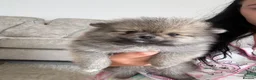 Pomeranian dogs for sale: Fluffy teddy bear Pomeranians 🏡❤️  READY TO GO !! - Advert 3