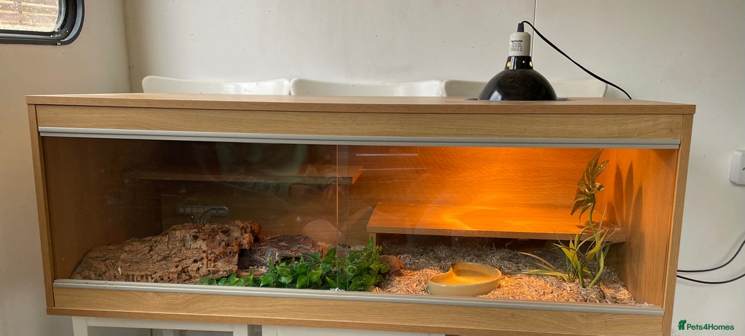 Corn Snake reptiles for sale: Corn snake enclosure and lamp   - Image 2