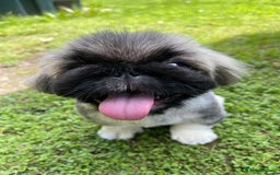 Pekingese dogs for sale: 🩵 KC reg Pekingese Puppy 🩵 - Image 2