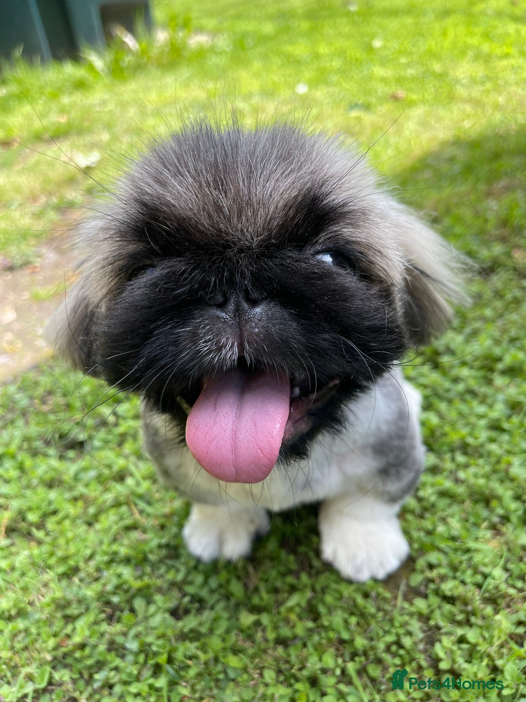 Pekingese dogs for sale: 🩵 KC reg Pekingese Puppy 🩵 - Image 2
