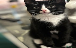Domestic Shorthair cats for sale: Healthy 12-Week-Old Kittens — (Wormed, Ready Now!) - Image 22