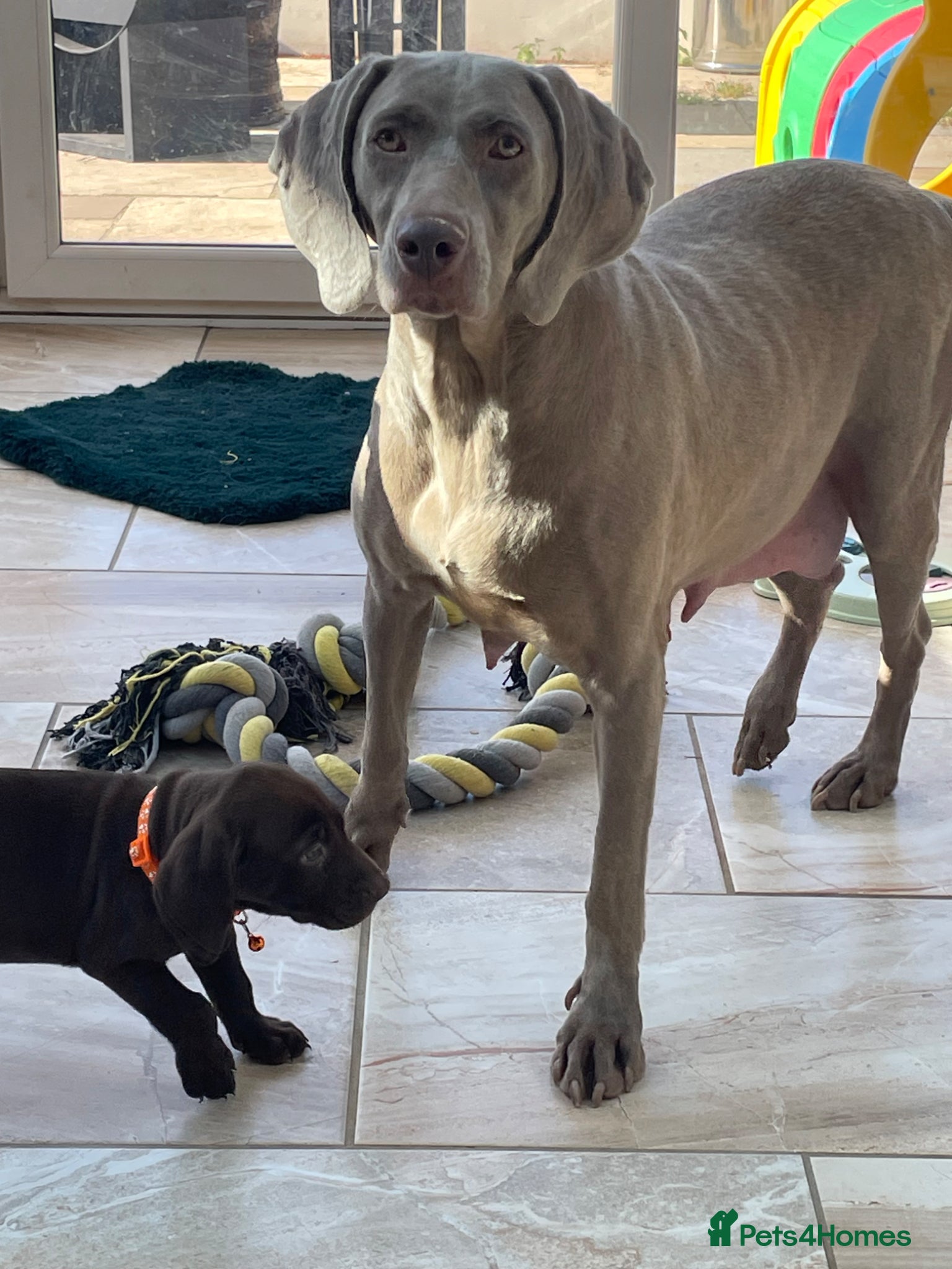 Mixed Breed dogs Boy and girls available! - Advert 1