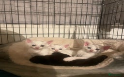 Mixed Breed cats for sale: 4 beautiful kittens ready in 2 weeks  - Image 13