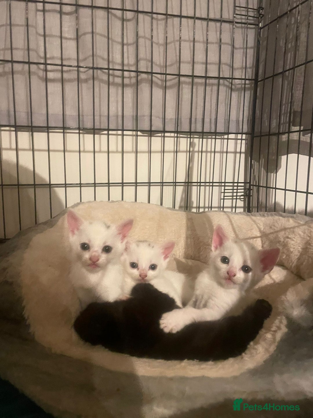 Mixed Breed cats for sale: 4 beautiful kittens ready in 2 weeks  - Image 13