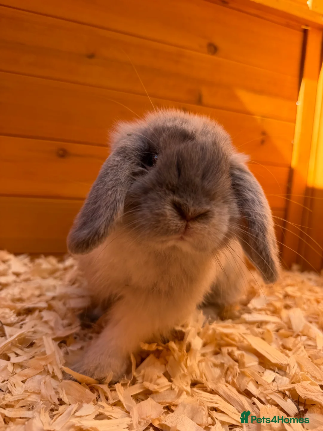 Mini Lop rabbits for sale: Gorgeous mini lop - fully vaccinated - Advert 2