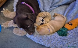 Labrador Retriever dogs for sale: Labrador puppies for sale -open to sensible offers - Image 7