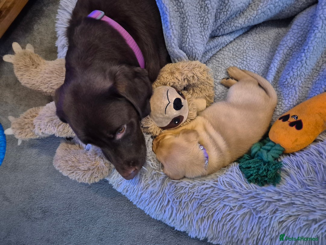 Labrador Retriever dogs for sale: Labrador puppies for sale -open to sensible offers - Image 7