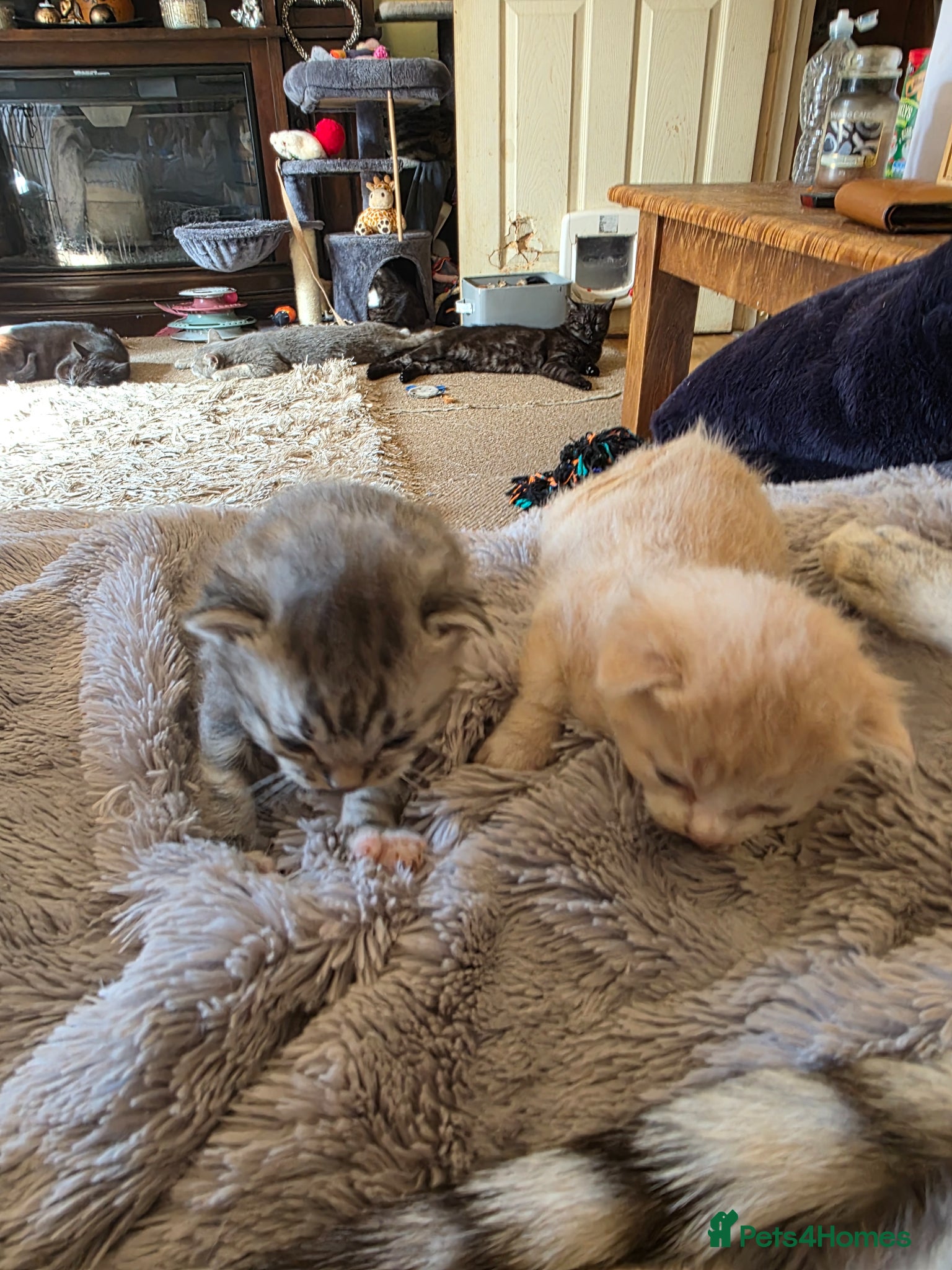 Mixed Breed cats Beautiful kittens. - Advert 2