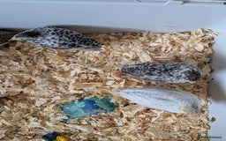 Quail poultry for sale: Button quail - Image 2