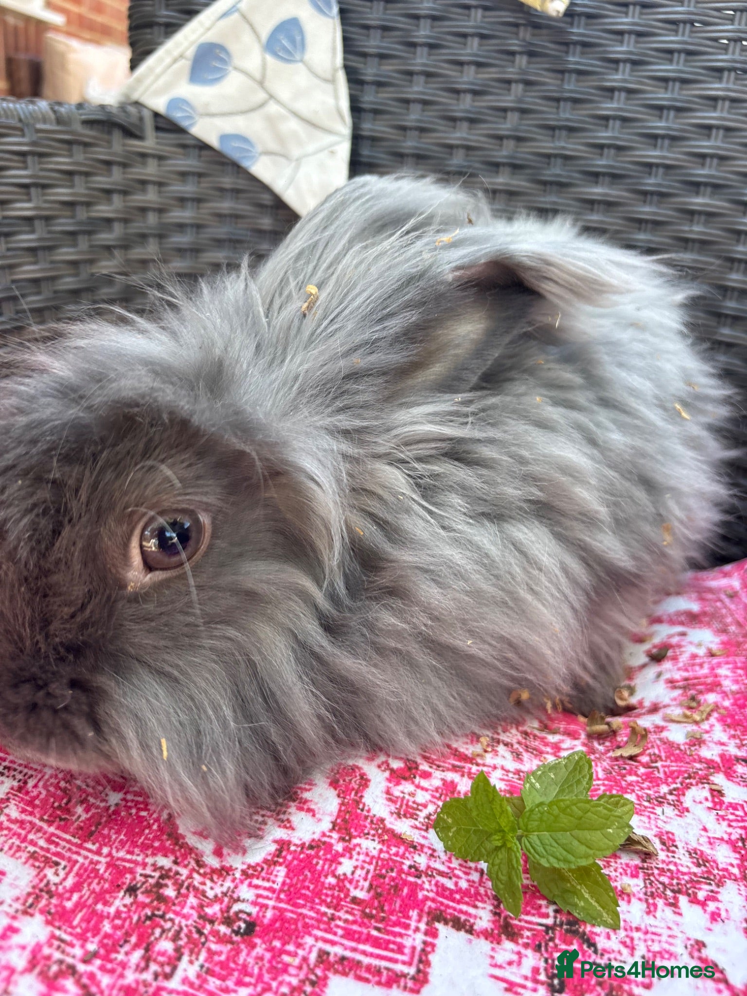 Mixed Breed rabbits Angora x lionhead babies  - Advert 1