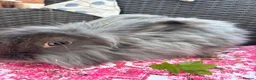 Mixed Breed rabbits for sale: Angora x lionhead babies  - Advert 1