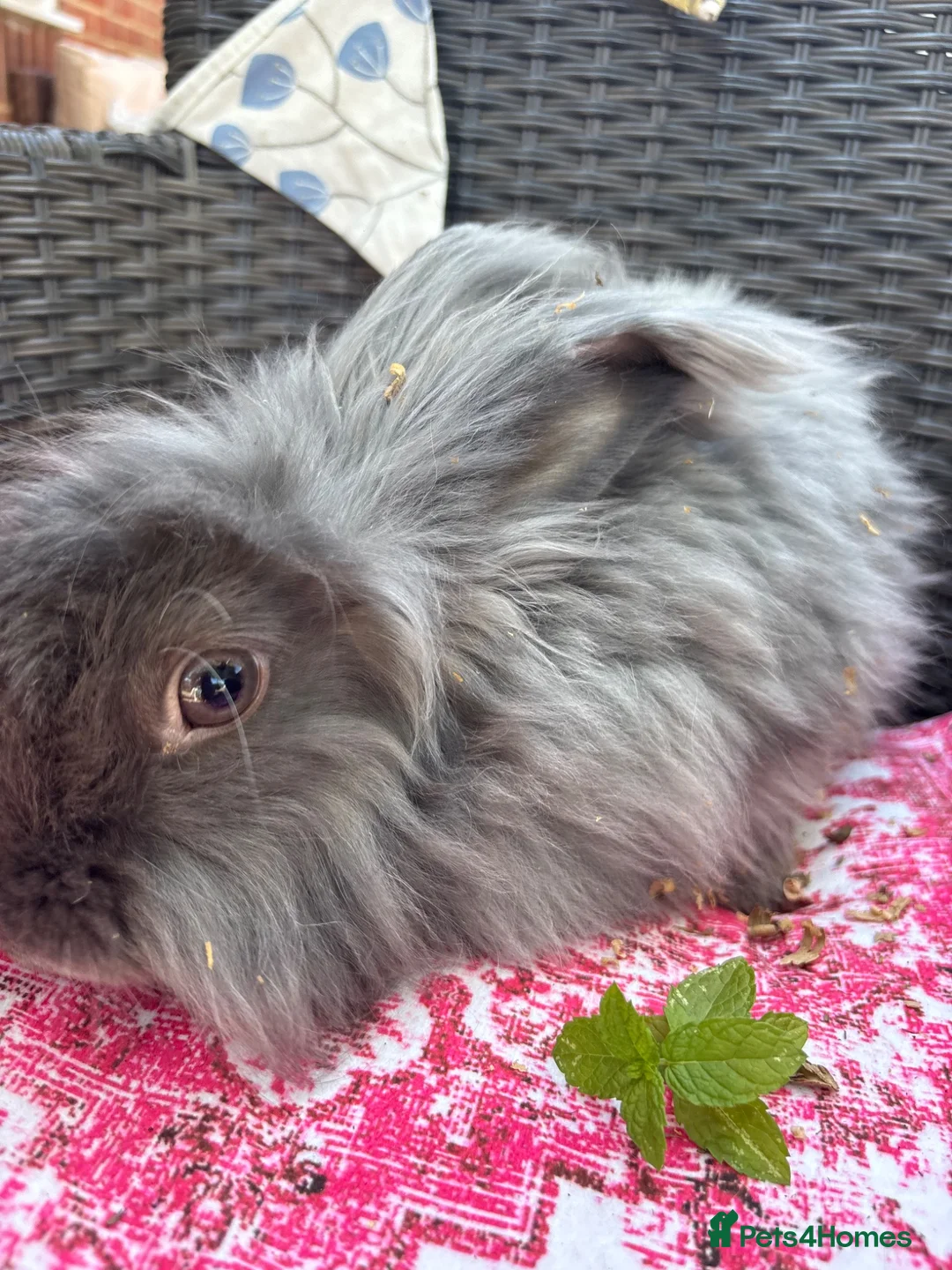 Mixed Breed rabbits for sale: Angora x lionhead babies  - Advert 1