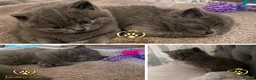British Shorthair cats for sale: Gorgeous Pedigree British Blue Kittens - Advert 6