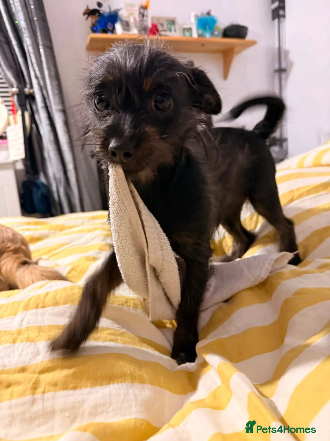 Chipoo dogs for sale: Chi poo in Sheffield - Advert 3