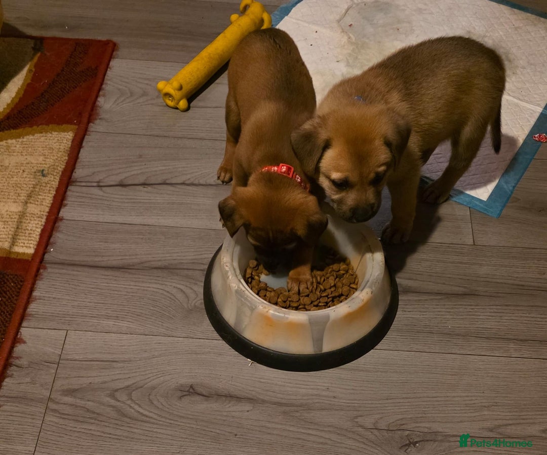 Mixed Breed dogs for sale: 1Boy Left German Shepherd Staffy Dogue de Bordeaux - Image 14