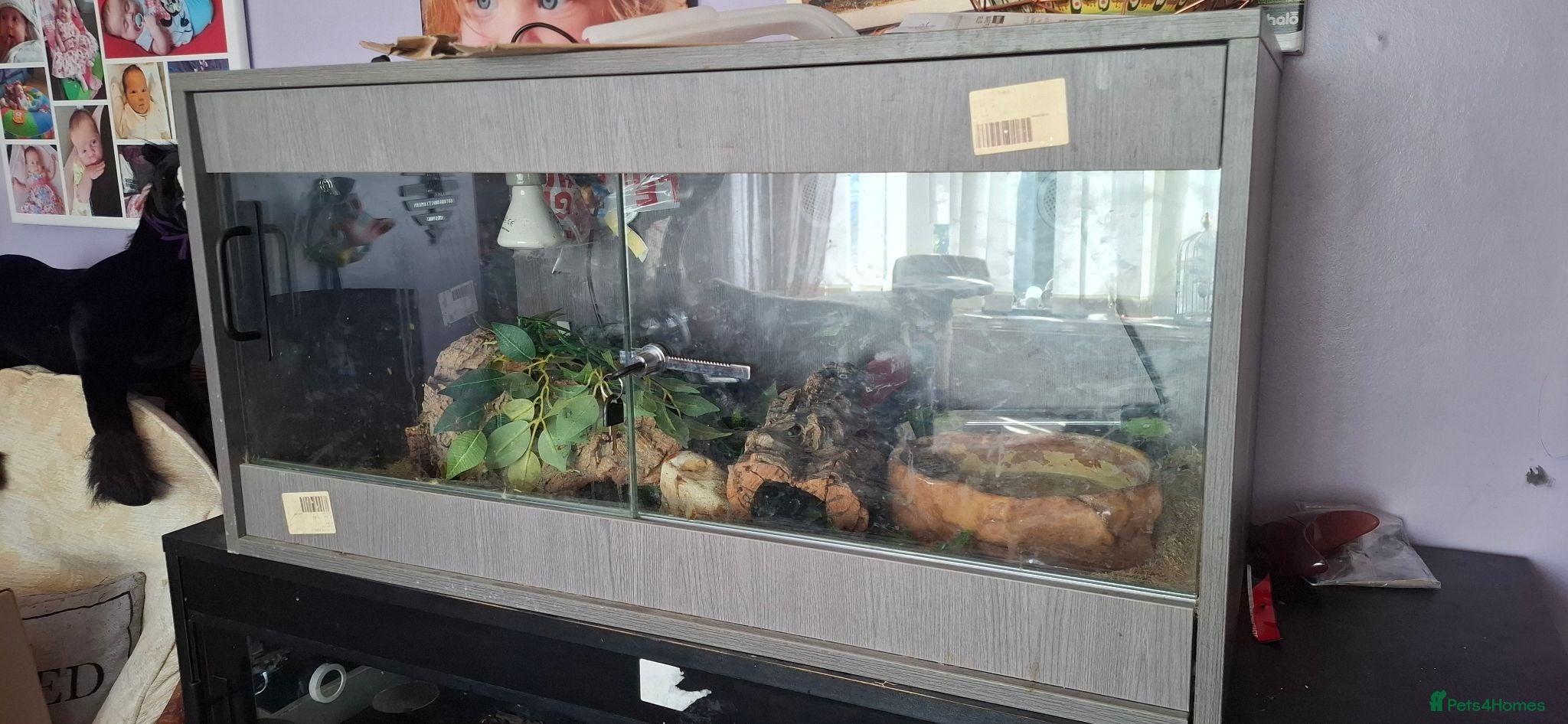 Python Snake reptiles Ruby the Royal python and full set up - Advert 1