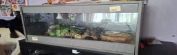 Python Snake reptiles for sale: Ruby the Royal python and full set up - Advert 1