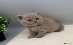 British Shorthair cats for sale: PEDIGREE REGISTERED CHUNKY BRITISH SHORTHAIRS  - Image 9