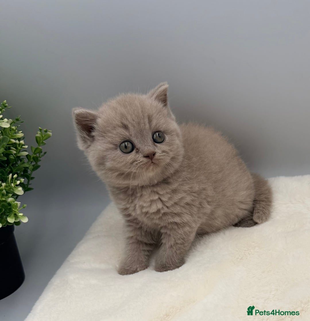 British Shorthair cats for sale: PEDIGREE REGISTERED CHUNKY BRITISH SHORTHAIRS  - Image 9