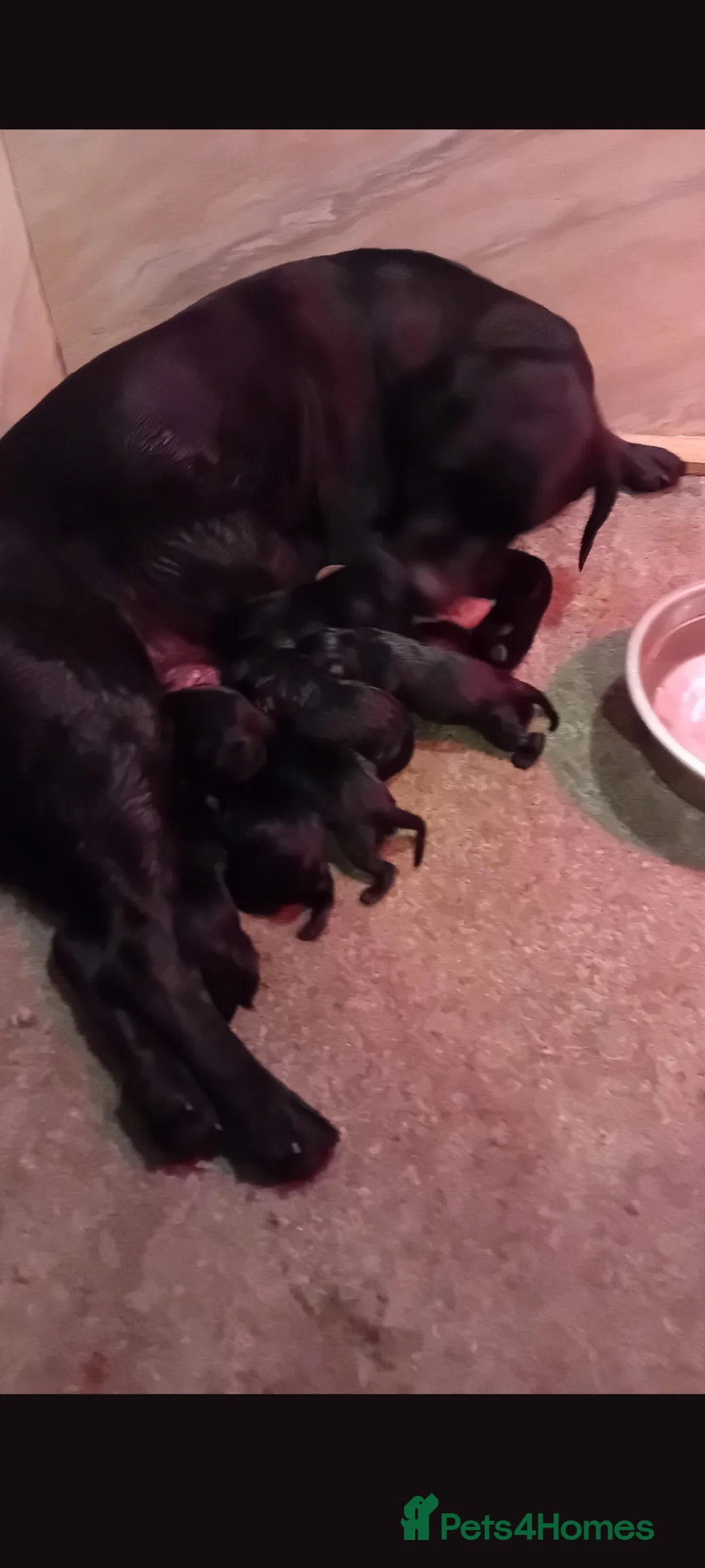 Sheprador dogs for sale: Shepadors in Irvine - Advert 13