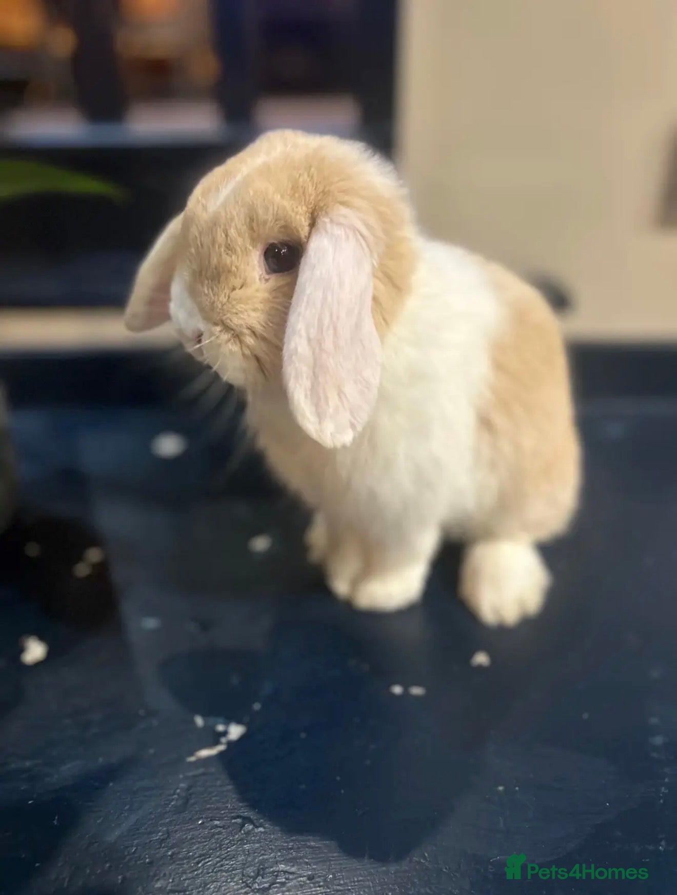 Mini Lop rabbits Mini Lop Buck  - Advert 1