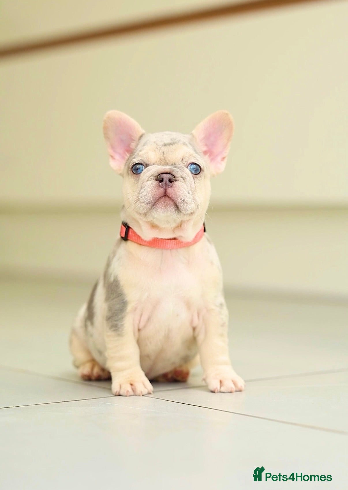 French Bulldog dogs !! REDUCED !! Beautiful KC Frenchie Puppies  - Advert 1